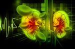 Human Kidney Cross Section Stock Photo