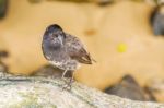 Ground Finch Bird On Santa Cruz Island In Galapagos Stock Photo