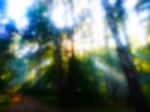 Horizontal Dramatic Sun Rays In Forest Bokeh Background Stock Photo