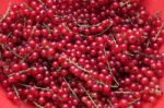 Bunches Of Red Currant Stock Photo