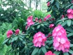 Rhododendron,flowers Stock Photo