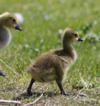 Beautiful Background With A Pair Of Chicks Of The Canada Geese Stock Photo