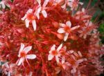 Red Ixora Pavetta Flowers In Canning Hill, Thailand Stock Photo