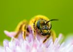 Bee On Flower Stock Photo