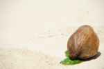 Coconut Fruit On A Tropical Sandy Beach Stock Photo