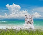 White Tiger Stock Photo