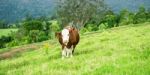 Country Cow Stock Photo