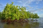 Mangrove Plants Stock Photo