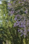 Colourful Blooming Jacaranda Tree Stock Photo