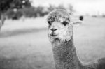 Alpaca In A Field. Black And White  Stock Photo