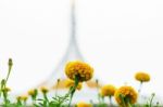 Yellow Marigold At Sky Stock Photo