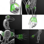 3d Rendering Medical Illustration Of The Metacarpal Bone Stock Photo