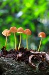 Beauty Mushroom In Forest Stock Photo