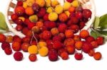 Strawberry Tree (arbutus Unedo) Fruit Stock Photo