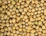 Soy Bean Pattern As Background Texture Stock Photo