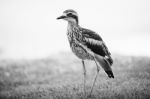 Bush Stone-curlew Resting On The Beach Stock Photo