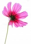 A Pink Cosmos Flower Blooming Stock Photo