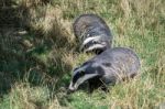 European Badger (meles Meles) Stock Photo