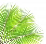 Coconut Leaf Isolated On White Background Stock Photo