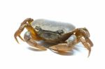 Field Crab Stock Photo