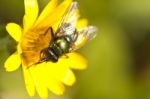 Green Metallic Bottle Fly Stock Photo