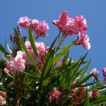 Nerium Oleander Double Pink Cultivar Stock Photo