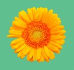 Yellow Gerbera Flower Stock Photo