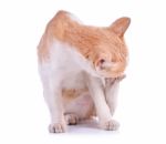 Thai Cat Isolated On White Background Stock Photo