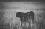 Highland Cow On The Farm Stock Photo