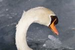 Photo Of A Mute Swan Drinking Water From Icy Lake Stock Photo