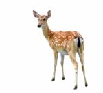 Sika Deer Stock Photo