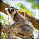 Lemur Sitting On A Tree Stock Photo