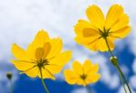 Yellow Cosmos Flower And Blue Sky Stock Photo