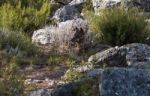 The Iberian Wolf Stock Photo