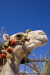 Camels Head Stock Photo