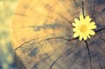 Closeup Singapore Daisy Flower With Wood Background Stock Photo