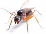 Black Carpenter Ant (camponotus Pennsylvanicus) Stock Photo