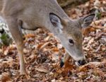 Beautiful Image With A Cute Deer In The Forest Stock Photo