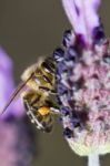 Honey Bee Stock Photo