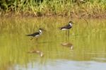 Black Necked Stilt, In The Pond In The Galapagos Stock Photo