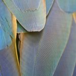 Harlequin Macaw Feathers Stock Photo