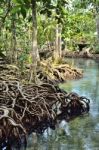 Roots Tree Stock Photo