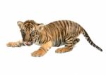 Baby Bengal Tiger Stock Photo