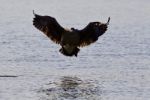 Beautiful Picture With A Landing Canada Goose Stock Photo