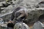 Otter Stock Photo