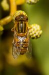 Orange Hoverfly Stock Photo