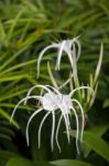 Spider Lily (amaryllidaceae) Stock Photo