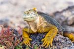 Wild Land Iguana On Santa Fe Island In Galapagos Stock Photo