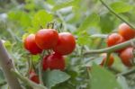 Plantation Of Tomatoes In The Organic Garden Stock Photo