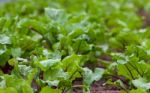 Beet Planting In The Organic Garden Greenhouse Stock Photo